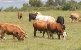 VACAS