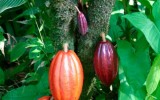 cacao