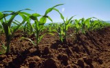 La-agricultura