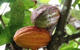 cacao